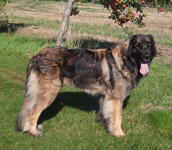 Dicci Apfelallee Sept 25